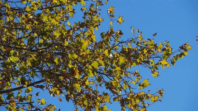 Leaves of platan tree in the wind during the Autumn season