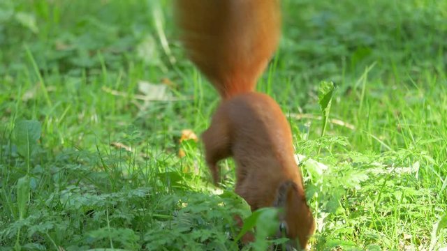 Squirrel hiding nut in the ground in 4k slow motion 60fps