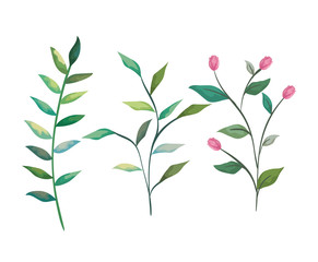 set tropical branches with nature leaves plants