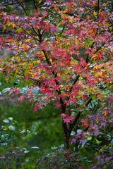 楓の紅葉
