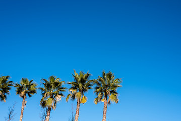 Fototapeta premium Sky background with row of palm trees in the sun.