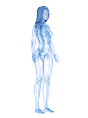 3d rendered medically accurate illustration of the skeletal system