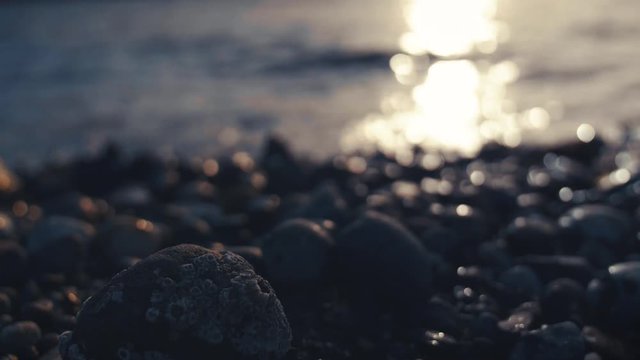 Beach Barnaacle Ocean Background