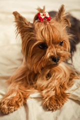 Słodki piesek york © Studio Migafka