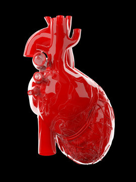 3d rendered medically accurate illustration of a red glossy human heart