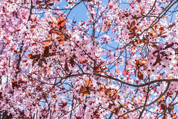 nature with spring flowers on sunny day