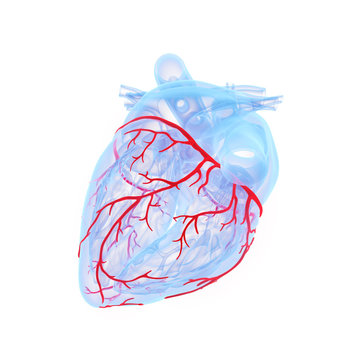 3d rendered medically accurate illustration of the coronary blood vessels of the heart