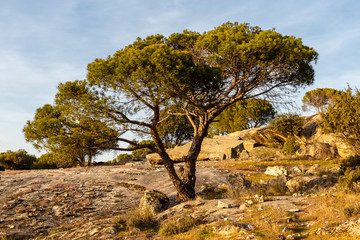Pinos en Peña de Cadalso de los Vidrios. Madrid. España. Europa.