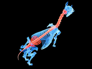 3d rendered medically accurate illustration of a horse spine