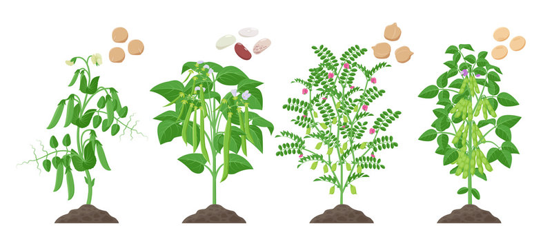 Legumes plants with ripe fruits growing from soil isolated on white background. Pea, Common Bean, Chickpea, Soybean mature plants with pods and green foliage and their ripe seeds infographic element.