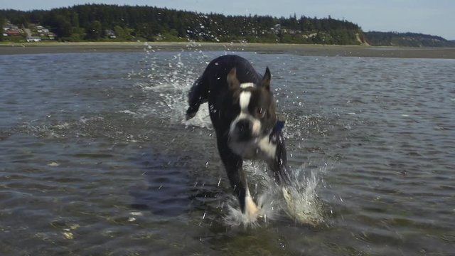 Boston Terrier Running in Beach Water Slow Motion