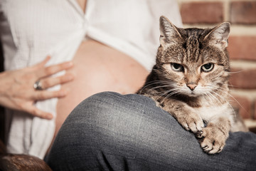 Kot na kolanach kobiety w ciąży - obrazy, fototapety, plakaty
