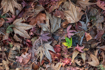colorful dry autumn leaf. background