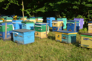Beehives farming. Colorful honey bee beehives farm.