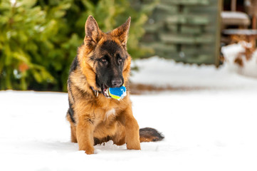 Naklejka premium A german shepherd puppy dog playing with a ball at winter
