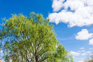 nature with spring flowers on sunny day