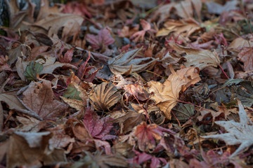 colorful dry autumn leaf. background