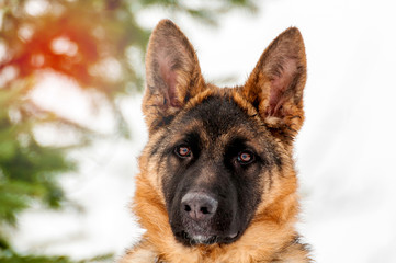Portrait of a german shepherd puppy dog at winter