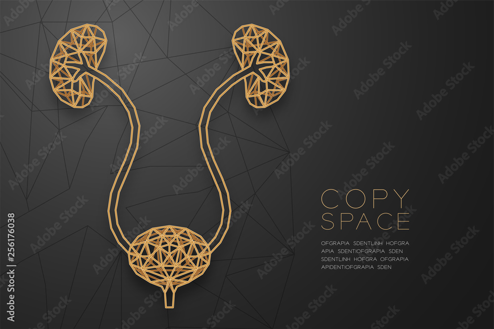 Poster kidney and bladder shape wireframe polygon golden frame structure, medical science organ concept des