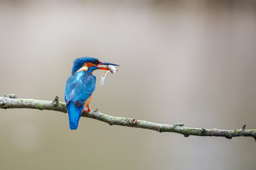 Common kingfisher, Alcedo atthis, perched on the branch