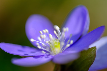 Beautiful violet spring Liverleaf flower