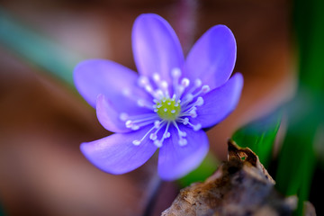 Fototapeta premium Beautiful violet spring Liverleaf flower