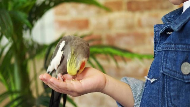 Yellow parrot Corella eats seeds sitting on the hand of a five-year-old boy in denim clothes. Funny and cute friends
