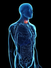 Obraz na płótnie Canvas 3d rendered medically accurate illustration of a diseased thyroid gland