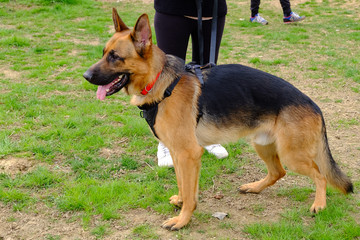 Dog Training Lesson day for a beautiful young German Shepherd Dog. Vicenza, Italy - 17th March 2019