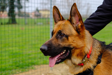 Dog Training Lesson day for a beautiful young German Shepherd Dog. Vicenza, Italy - 17th March 2019
