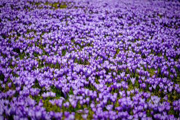 Fototapeta premium Beautiful spring violet crocus flowers