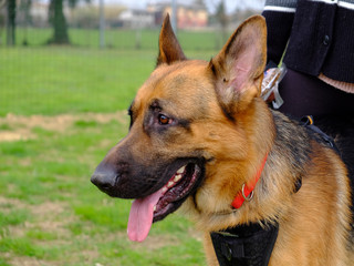 Dog Training Lesson day for a beautiful young German Shepherd Dog. Vicenza, Italy - 17th March 2019