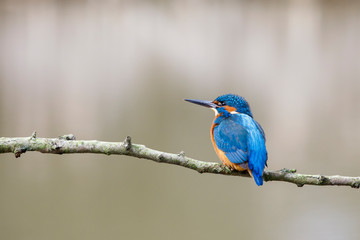 Common kingfisher, Alcedo atthis, perched on the branch