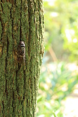 ７日の命・アブラゼミ