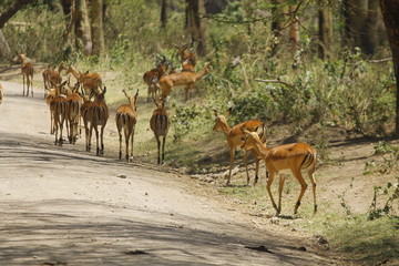 fallow deer in the forest