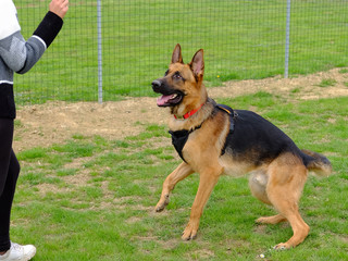 Dog Training Lesson day for a beautiful young German Shepherd Dog. Vicenza, Italy - 17th March 2019