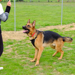 Dog Training Lesson day for a beautiful young German Shepherd Dog. Vicenza, Italy - 17th March 2019