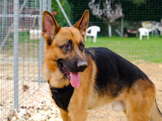 Dog Training Lesson day for a beautiful young German Shepherd Dog. Vicenza, Italy - 17th March 2019
