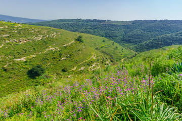Fototapeta na wymiar Lower Galilee landscape, viewed from Yodfat