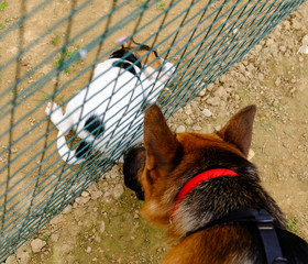 Dog Training Lesson day for a beautiful young German Shepherd Dog. Vicenza, Italy - 17th March 2019