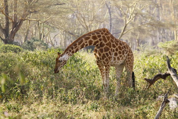African giraffe grazing