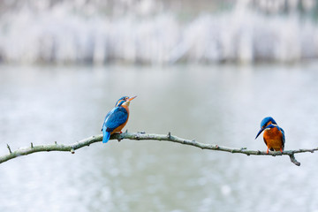 Common kingfisher, Alcedo atthis, perched on the branch