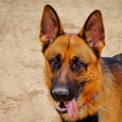 Dog Training Lesson day for a beautiful young German Shepherd Dog. Vicenza, Italy - 17th March 2019