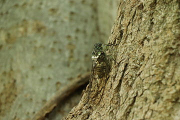 夏の風物詩（ミンミンゼミ）