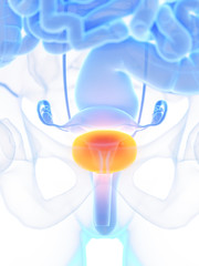 3d rendered medically accurate illustration of womans bladder