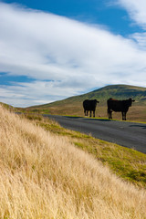 The typical landscape in Yorkshire Dales National Park, Great Britain.