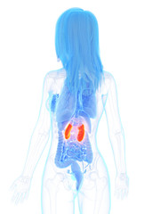 3d rendered medically accurate illustration of a womans kidneys