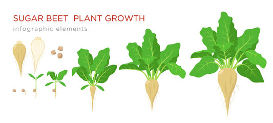 Sugar beet plant growth stages infographic elements. Growing process of sugar beet from seeds, sprout to mature plant with ripe fruit and roots, vector illustration isolated on white background.