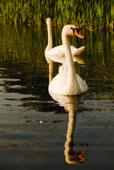 Dwa łabędzie © Studio Migafka