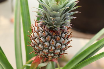 胃腸を整える効果（パイナップル）